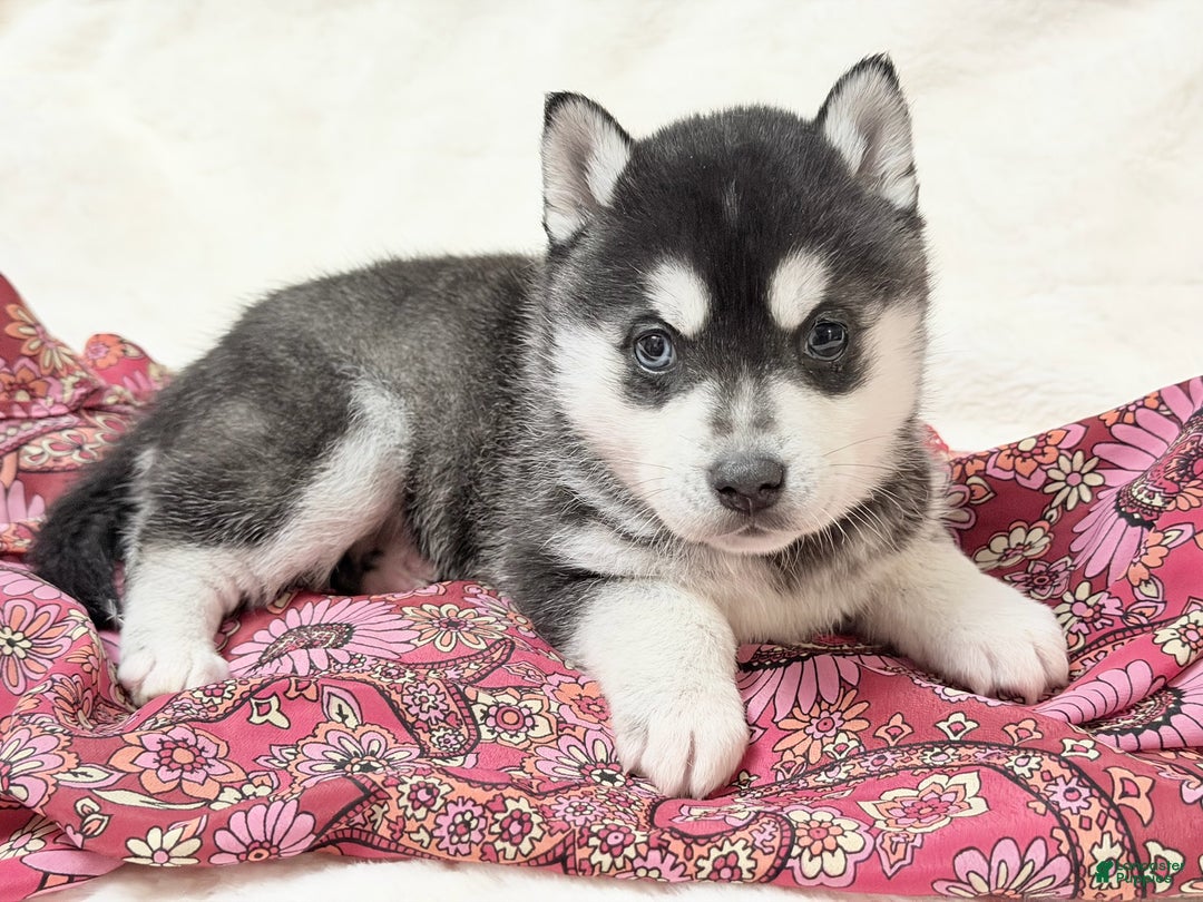 Alaskan Klee Kai dogs for sale: Mishka - Ad 2