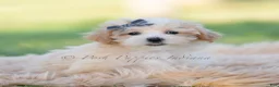 Maltipoo dogs for sale: cash - Ad 6