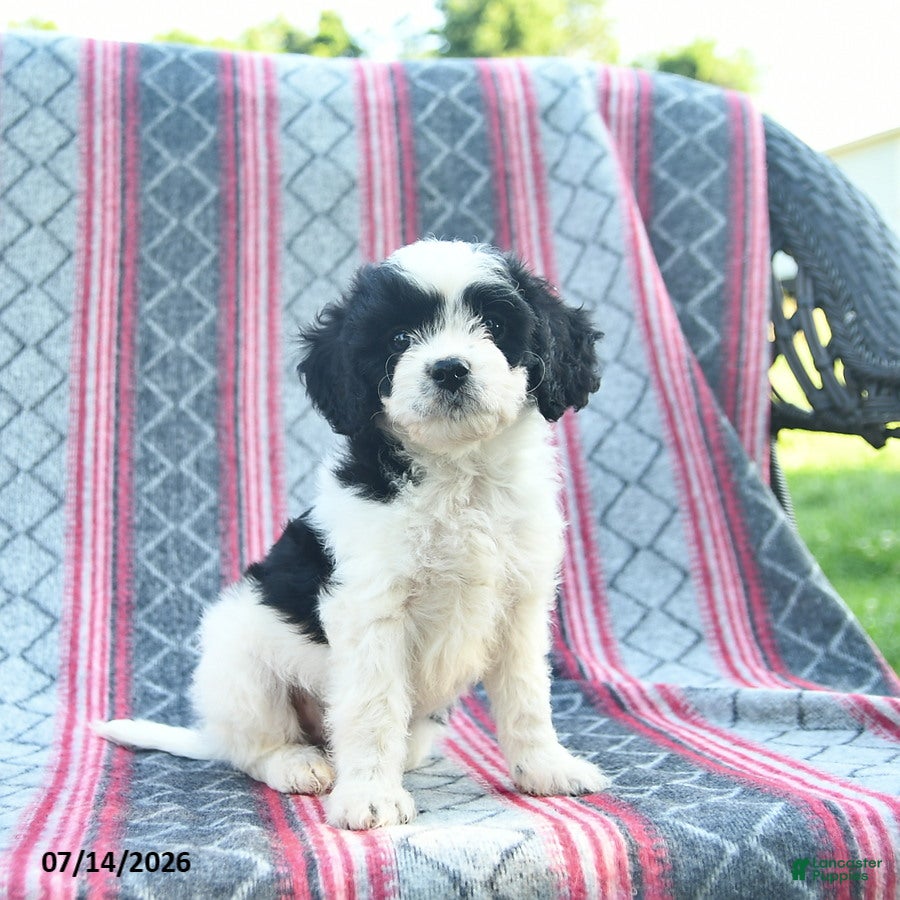 Cavapoo dogs Winslow  - Ad 1