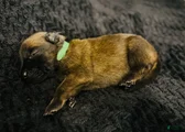 Belgian Malinois Puppy 5