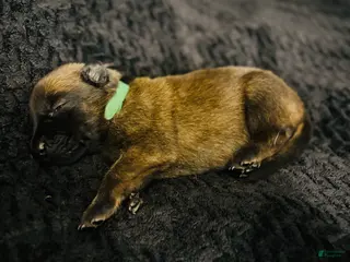 Belgian Malinois dogs Belgian Malinois Puppy 5 - Ad 4