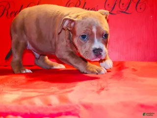 American Bully dogs American Bully Puppy 2 - Ad 3