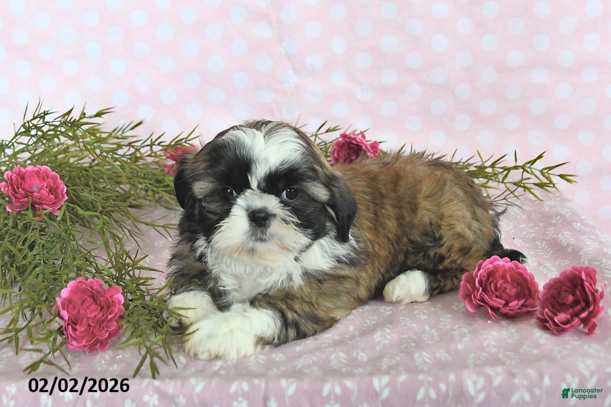 Shih Tzu dogs Beauty - Ad 2