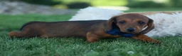 Miniature Dachshund dogs for sale: Hunter 💙🐾 - Ad 11