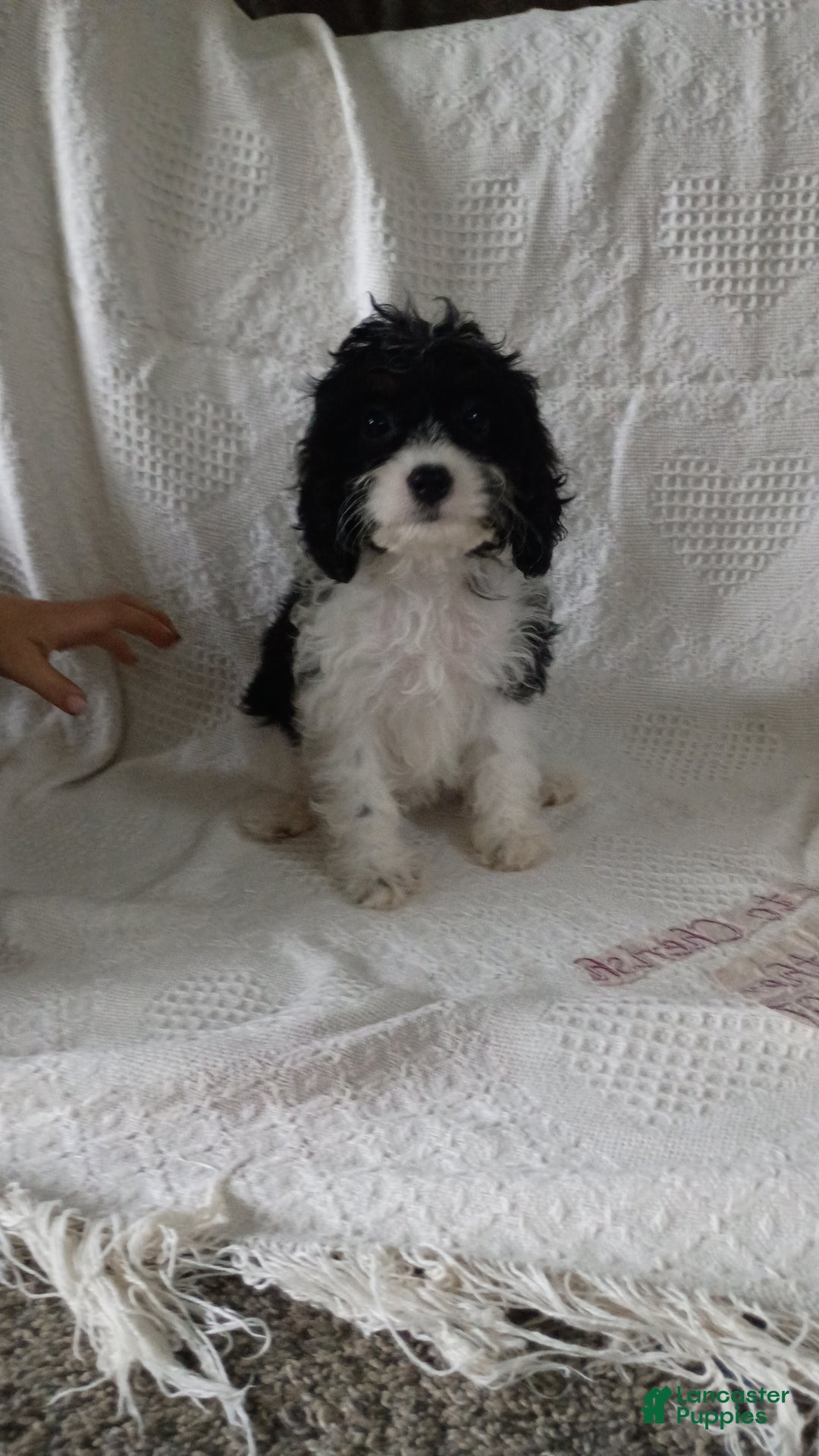 Cavapoo dogs for sale: Sasha - Ad 22