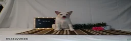 Australian Cattle Dog dogs for sale: Bessy - Ad 1