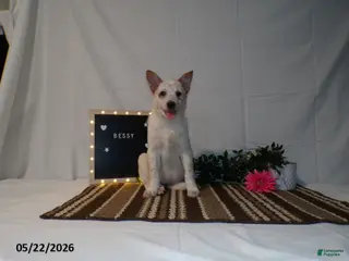 Australian Cattle Dog dogs for sale: Bessy - Ad 3