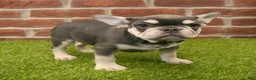 French Bulldog dogs for sale: Mandy - Ad 9