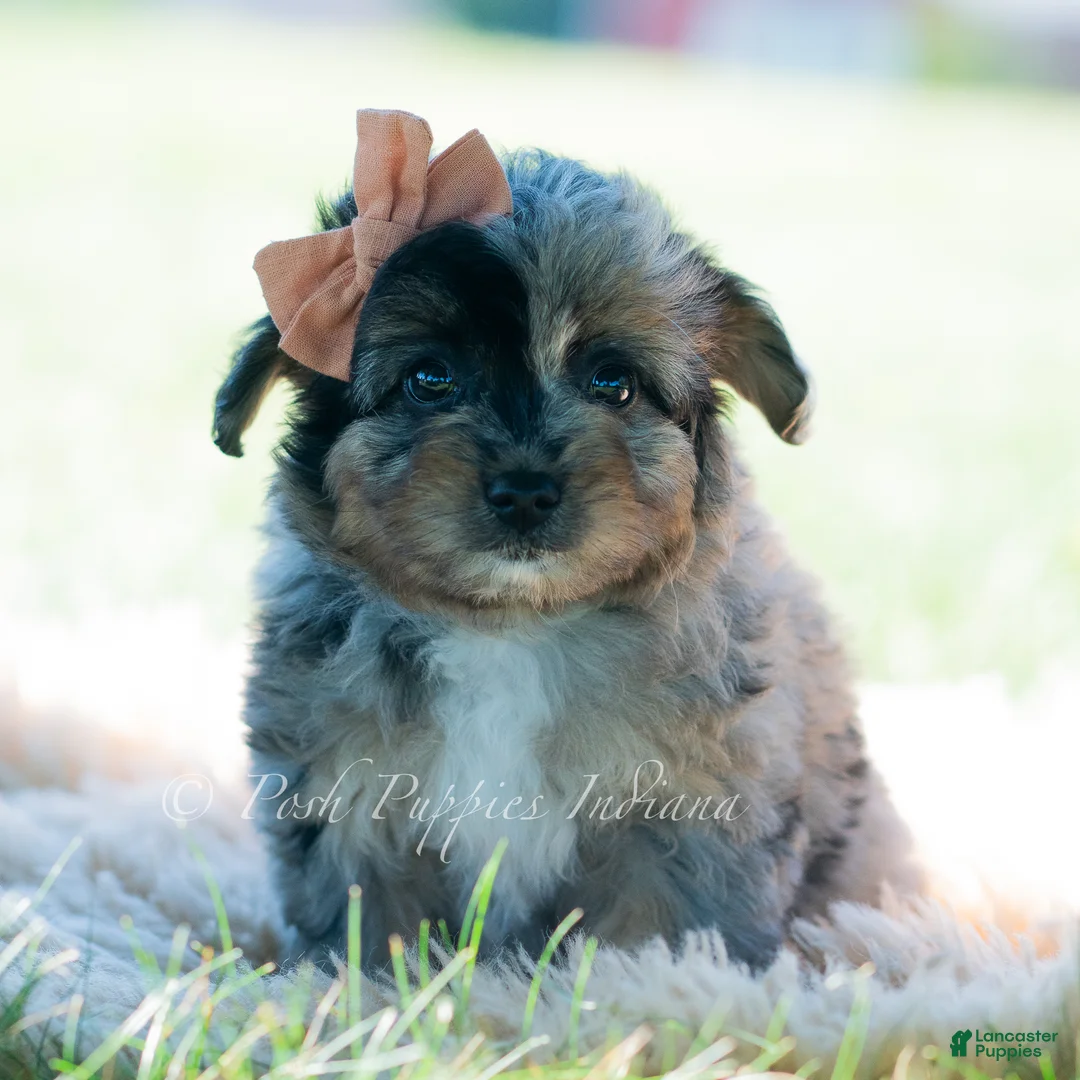 Pomapoo dogs for sale: Pomapoo 1 - Ad 1