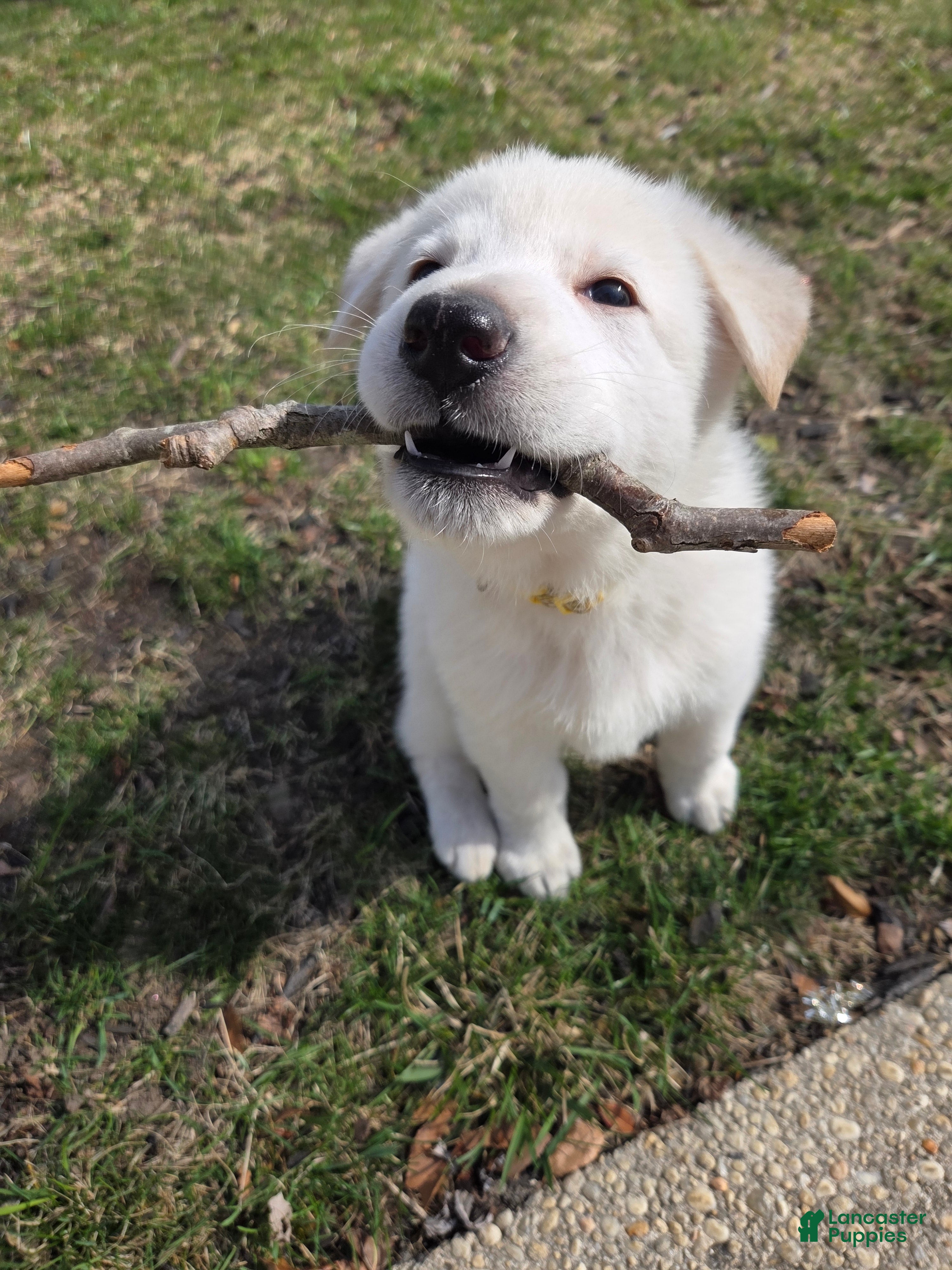 German Shepherd dogs Elsa - Ad 2