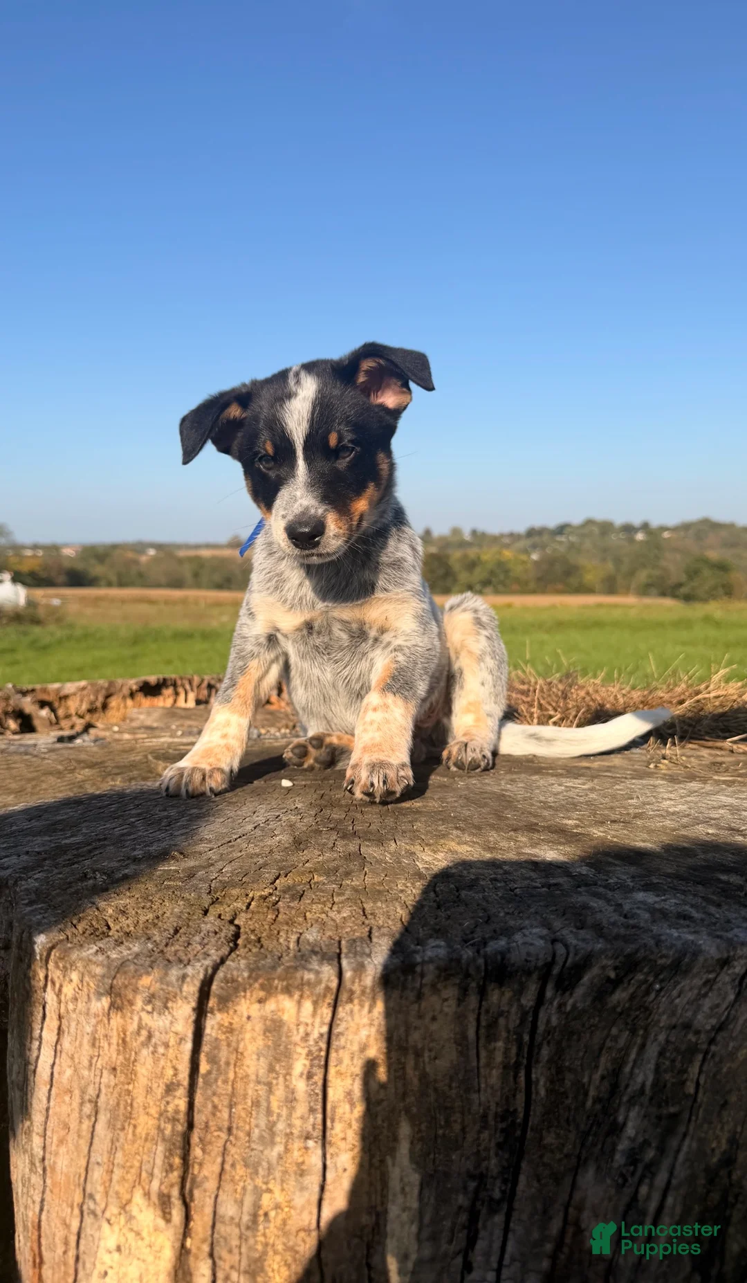 Australian Cattle Dog dogs for sale: Tex - Ad 1