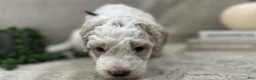 Goldendoodle dogs for sale: Lavender 💜 - Ad 43
