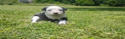 Mixed Breed dogs for sale: Mixed Breed Puppy 6 - Ad 4