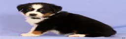 Miniature Australian Shepherd dogs for sale: David - Ad 3