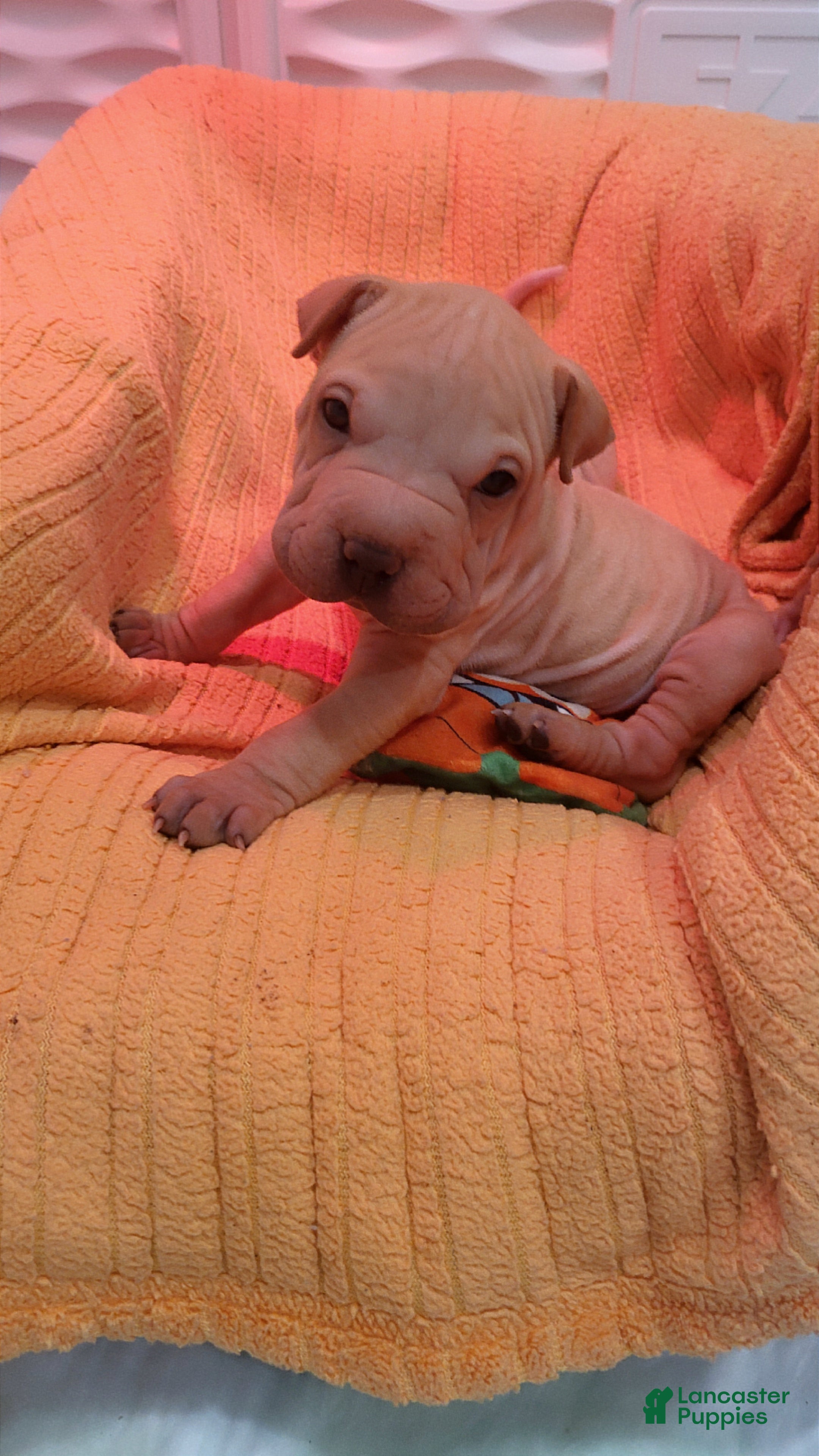 Shar Pei dogs Chex - Ad 2