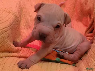 Shar Pei dogs Chex - Ad 2
