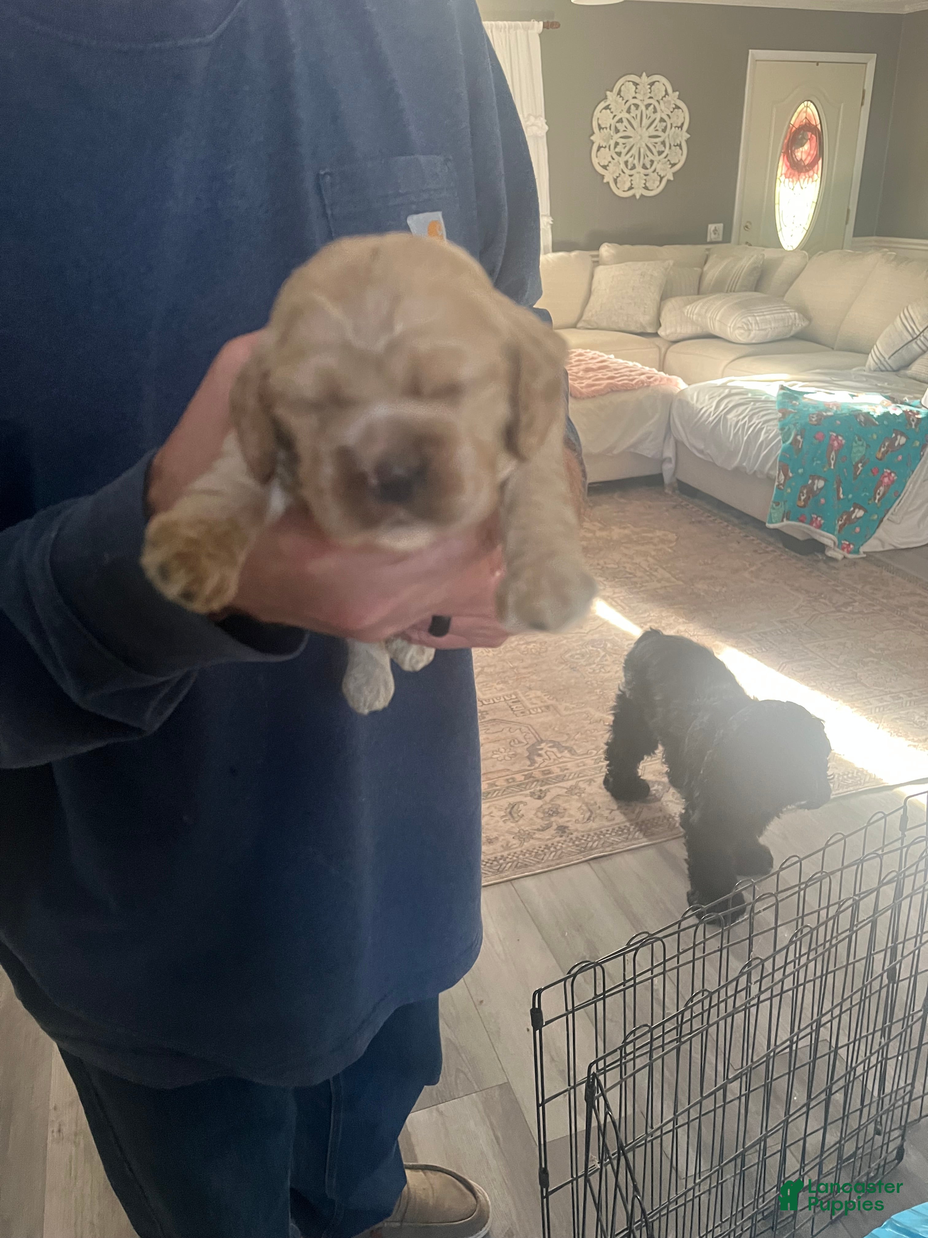 Cocker Spaniel dogs Cocker Spaniel Puppy 4 - Ad 14