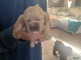 Cocker Spaniel dogs Cocker Spaniel Puppy 4 - Ad 12