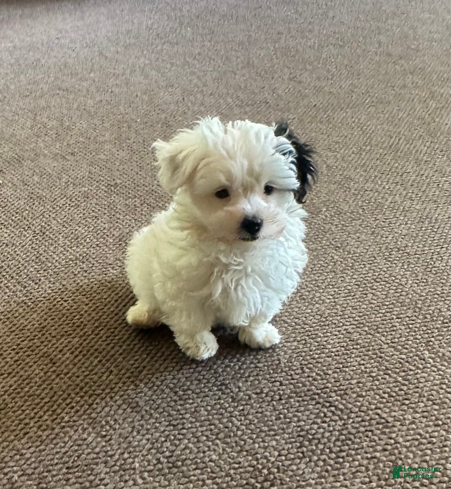 Morkie dogs Male with one black ear  - Ad 20