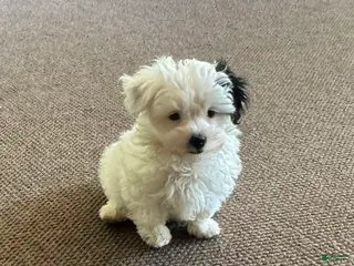 Morkie dogs Male with one black ear - Ad 20