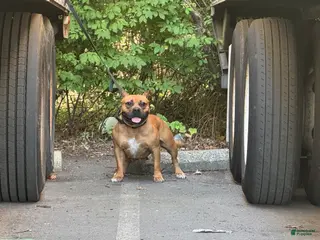 American Bully dogs American Bully - Ad 4