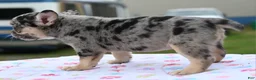 Mixed Breed dogs for sale: Cindy merle and tan  - Ad 7
