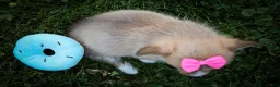 Welsh Corgi Pembroke dogs for sale: Shelby🎀 - Ad 18