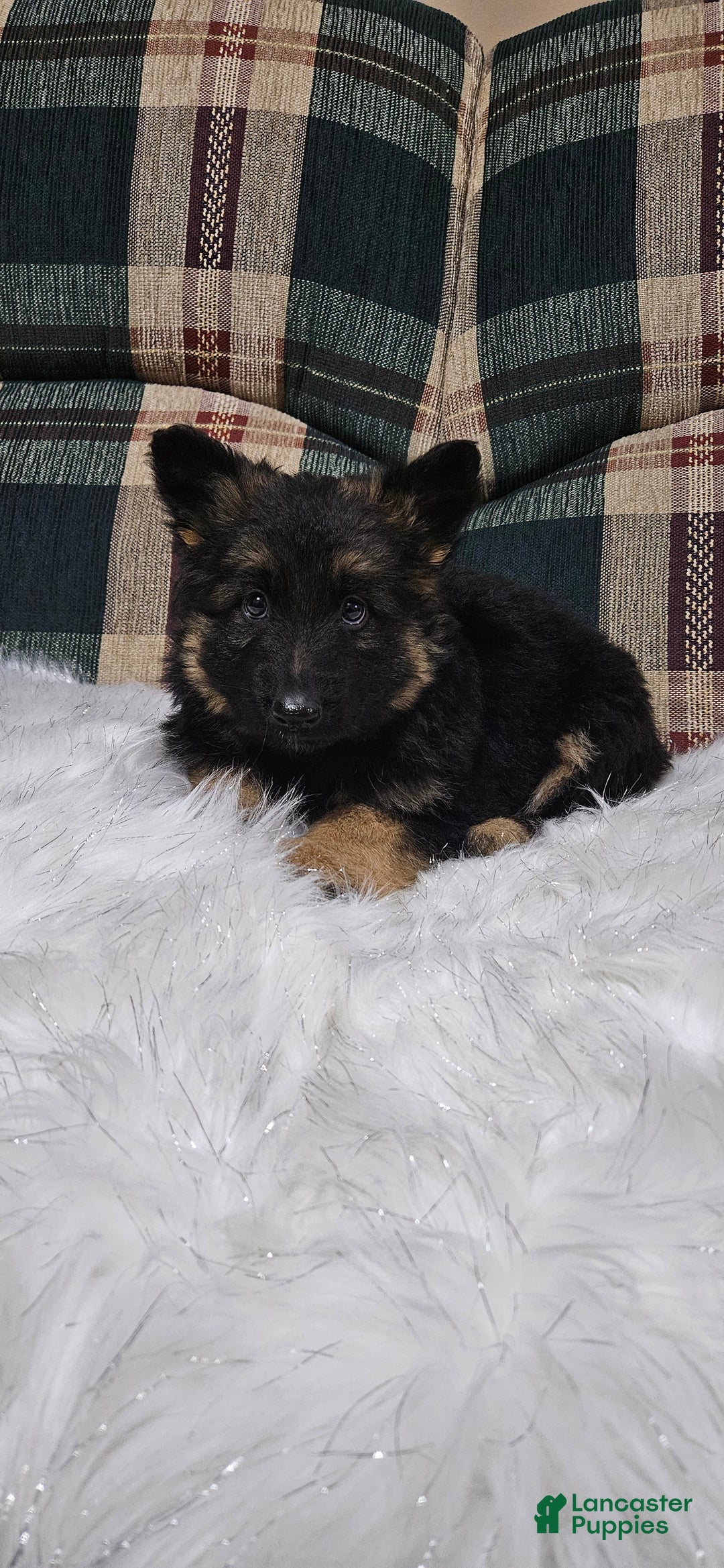 German Shepherd dogs for sale: Lainey - Ad 6