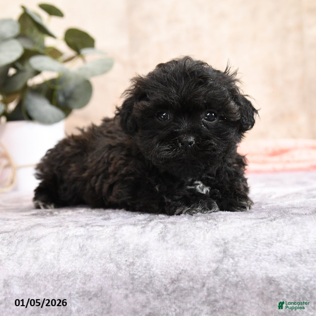 Teddy Bear dogs for sale: Maggie - Ad 3
