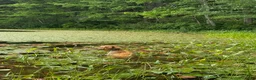Golden Retriever dogs for sale: Golden Retriever 1 - Ad 8