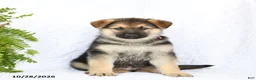 German Shepherd dogs for sale: Rebel - Ad 2