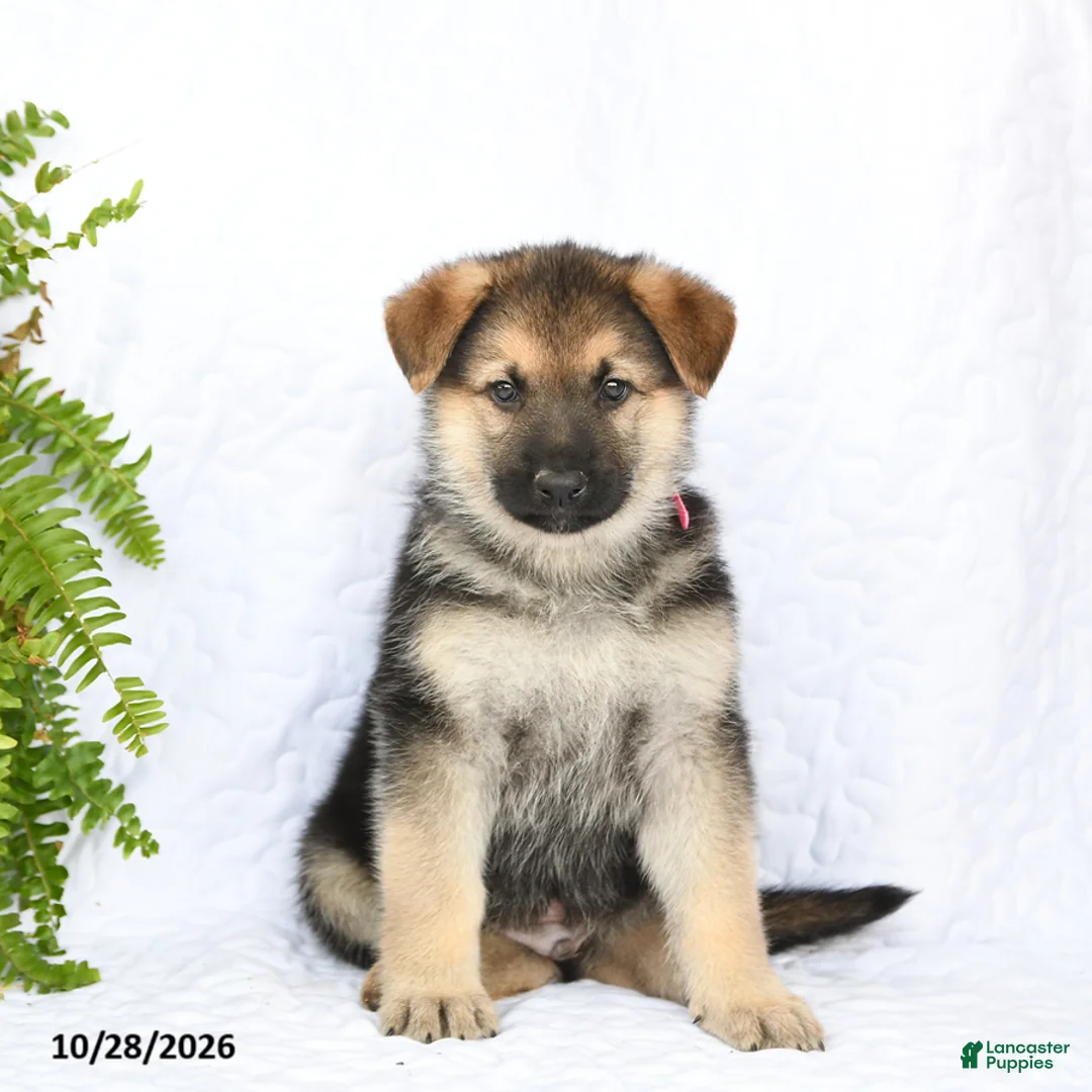 German Shepherd dogs for sale: Rebel - Ad 2