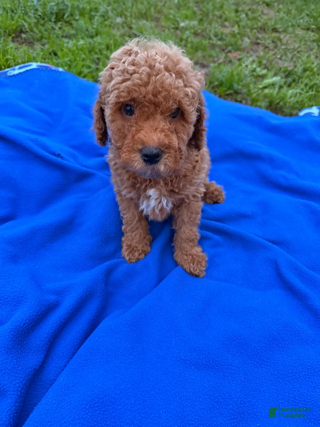 Mini Goldendoodle dogs for sale: Feliz - Ad 10