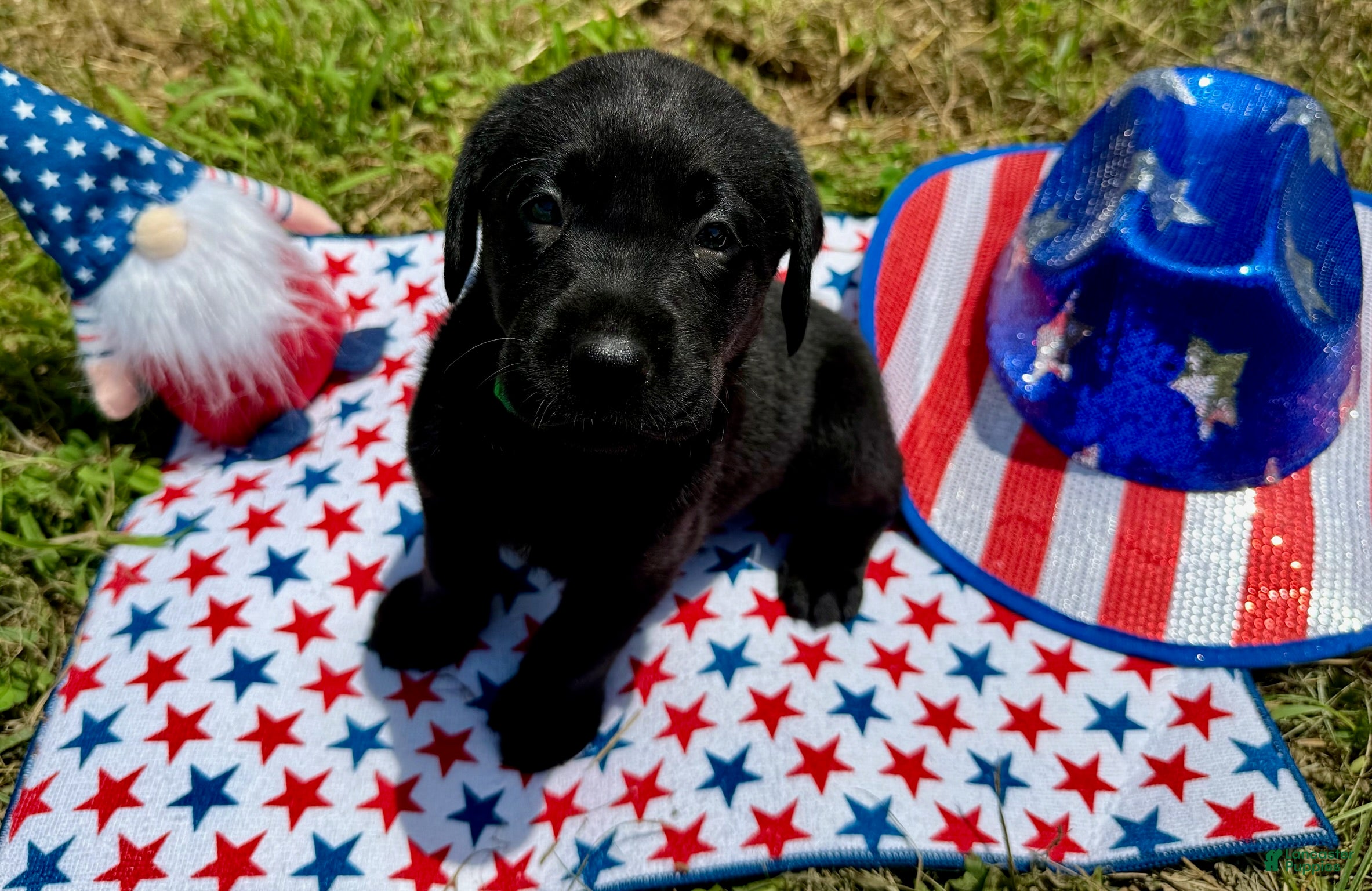 Labrador Retriever dogs Sparky - Ad 2