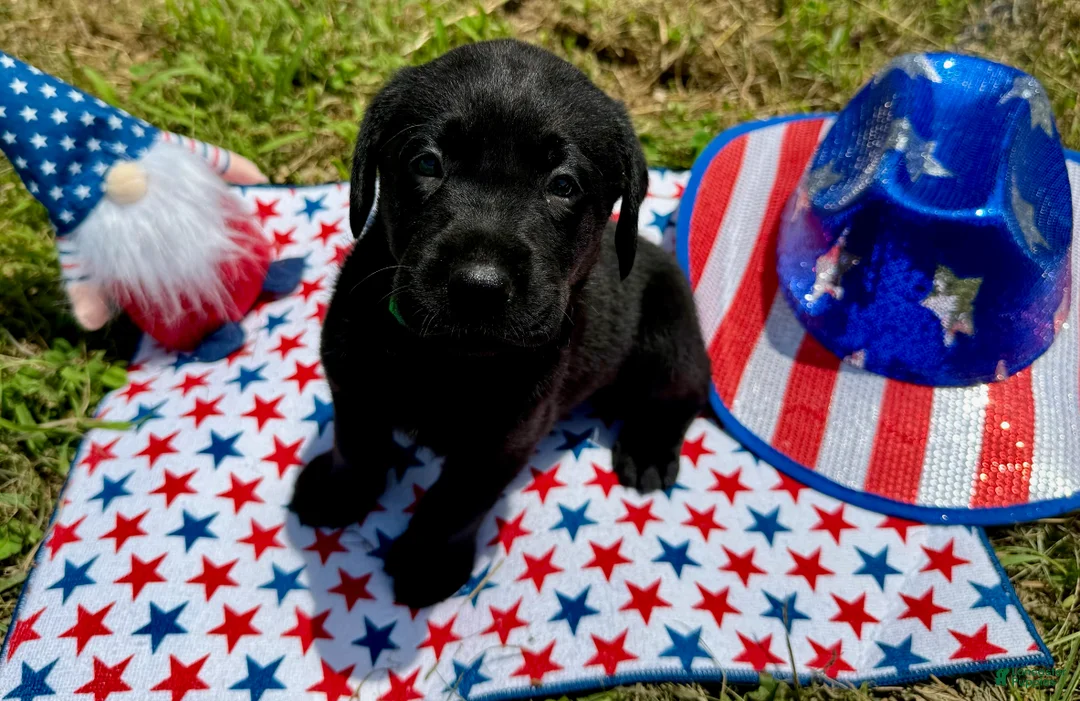 Labrador Retriever dogs for sale: Sparky - Ad 2