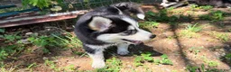 Pomsky dogs for sale: Daisy - Ad 4