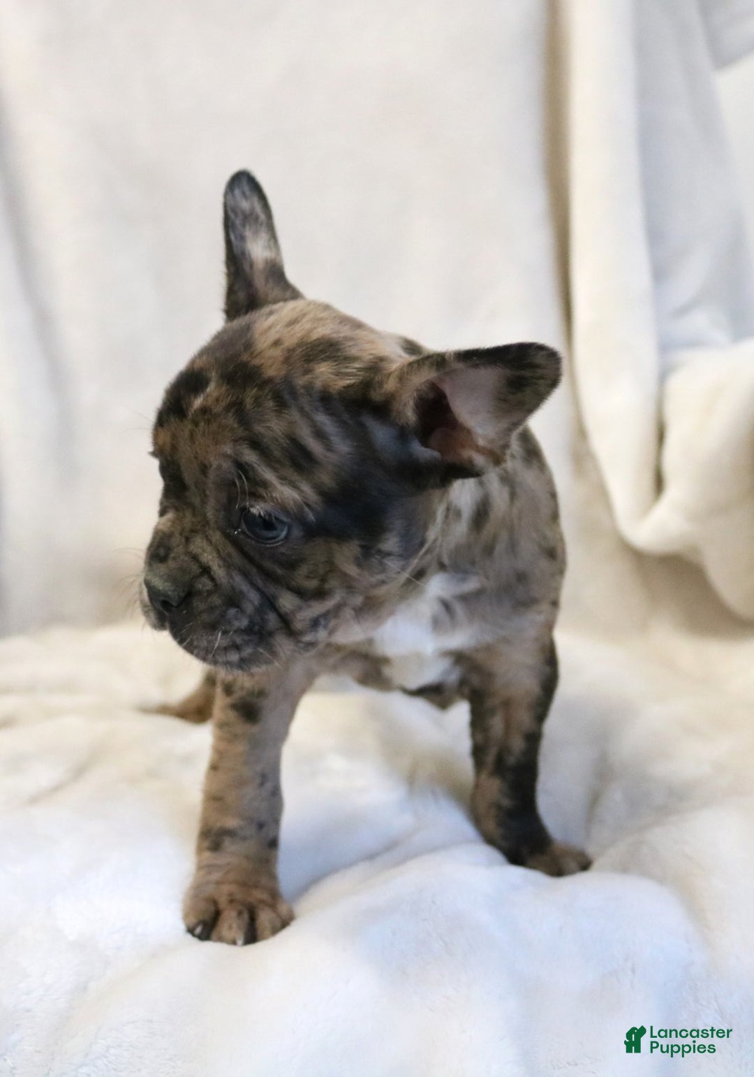 Frenchton dogs for sale: Caylee - Ad 14