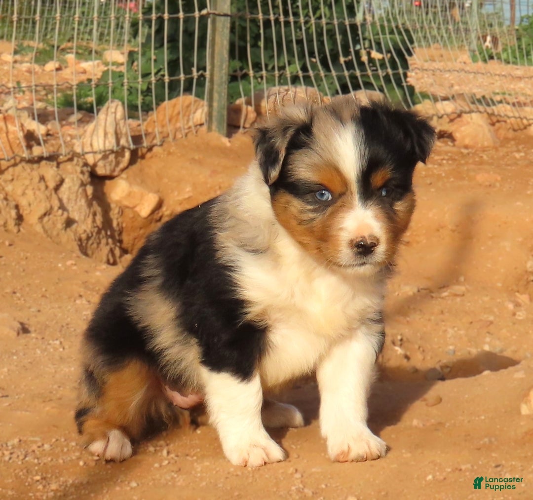 Miniature Australian Shepherd dogs for sale: Blue merle girl with 1.5 blue eyes - Ad 7