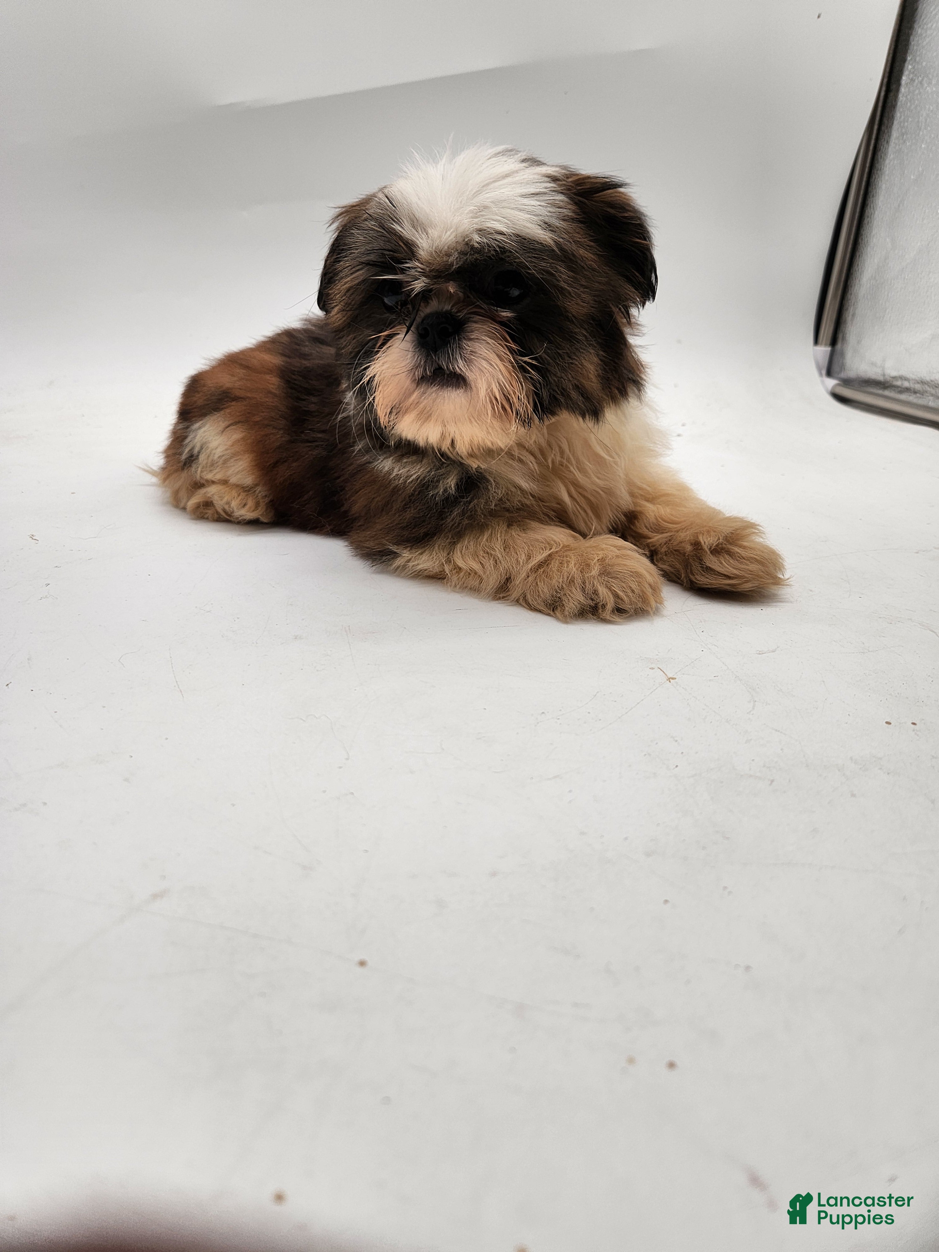 Shih Tzu dogs Teddy - Ad 2