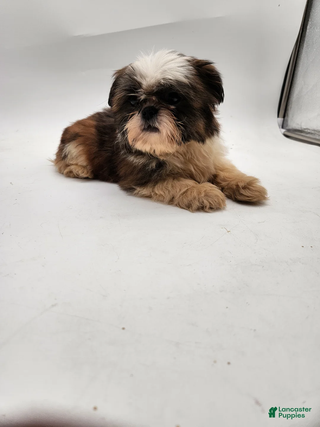 Shih Tzu dogs for sale: Teddy - Ad 2