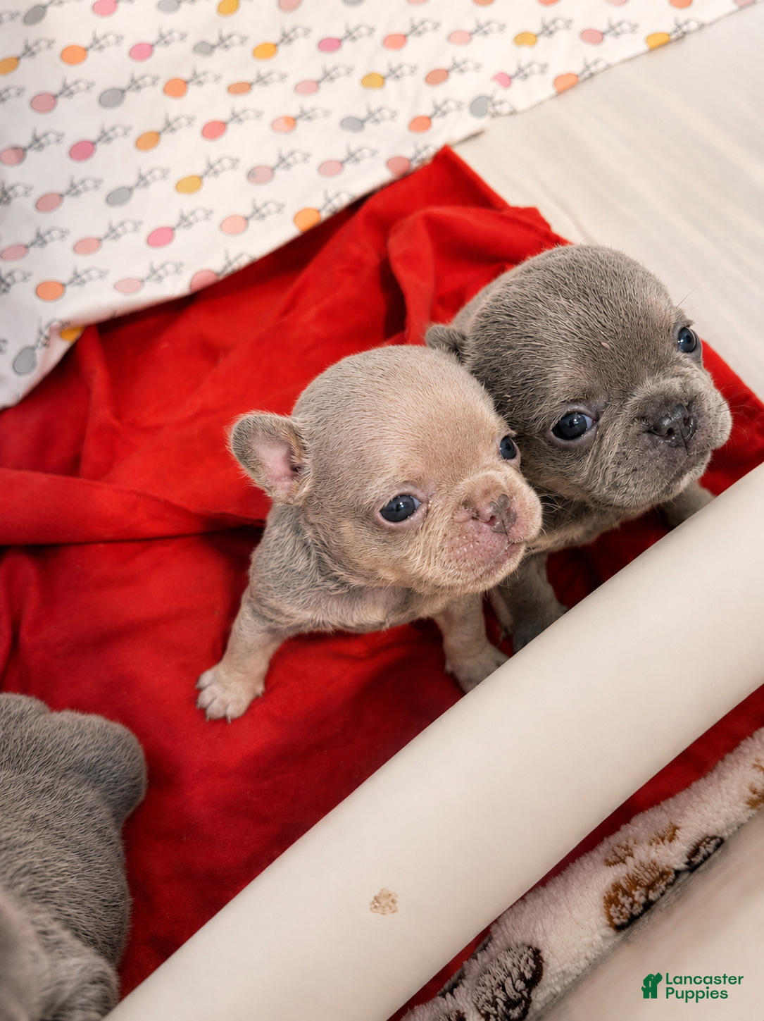 French Bulldog dogs 🌙 Mochi - Ad 2