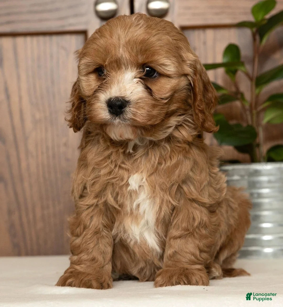 Cavapoo dogs for sale: Milo - Ad 6