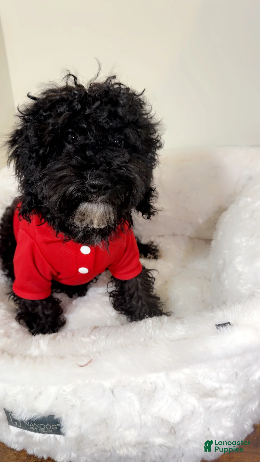 Maltipoo dogs for sale: Rex  - Ad 1