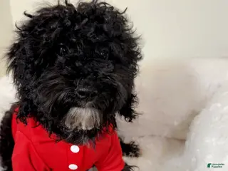 Maltipoo dogs Rex - Ad 3