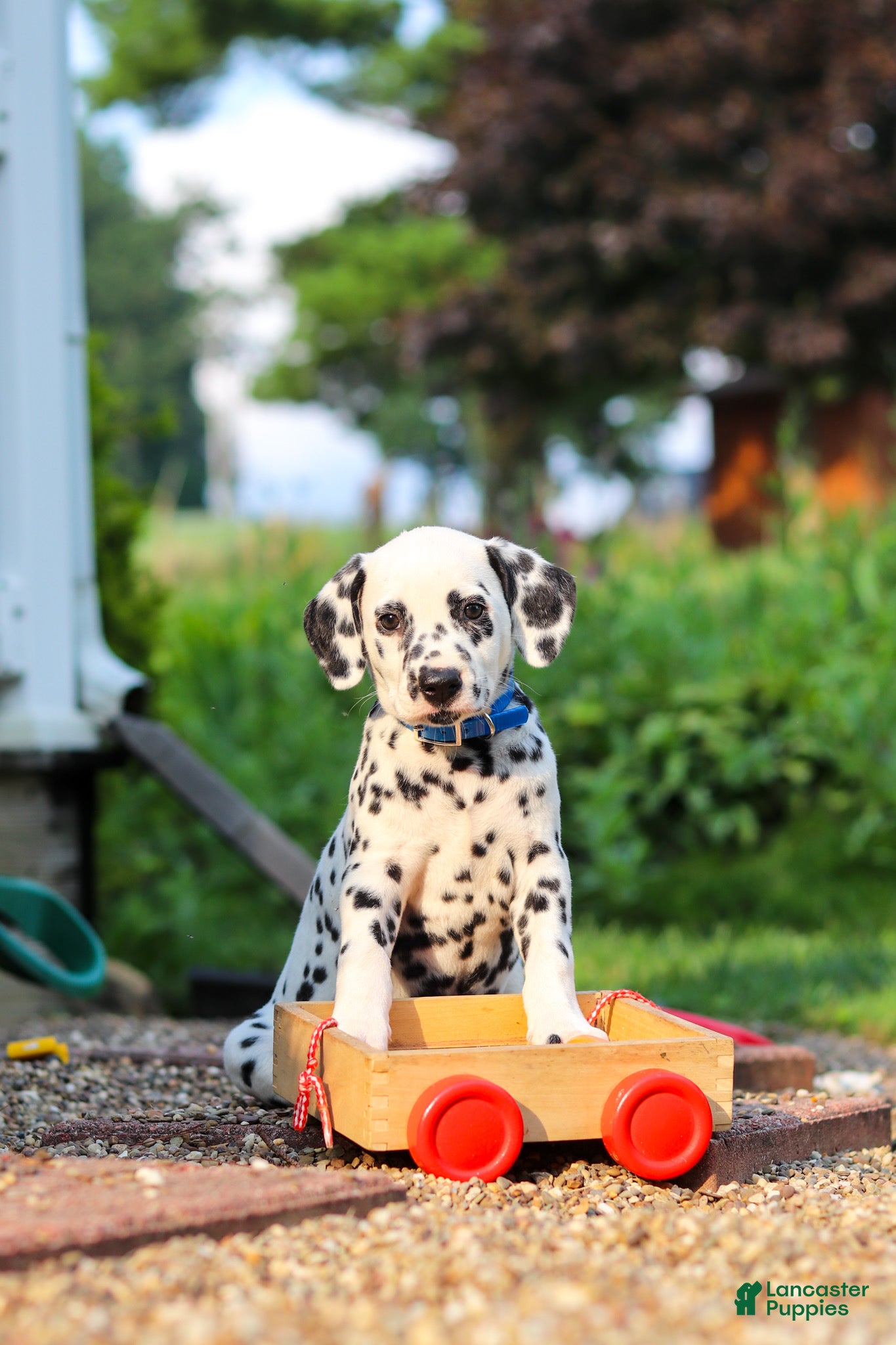 Dalmatian dogs Tasha - Ad 1