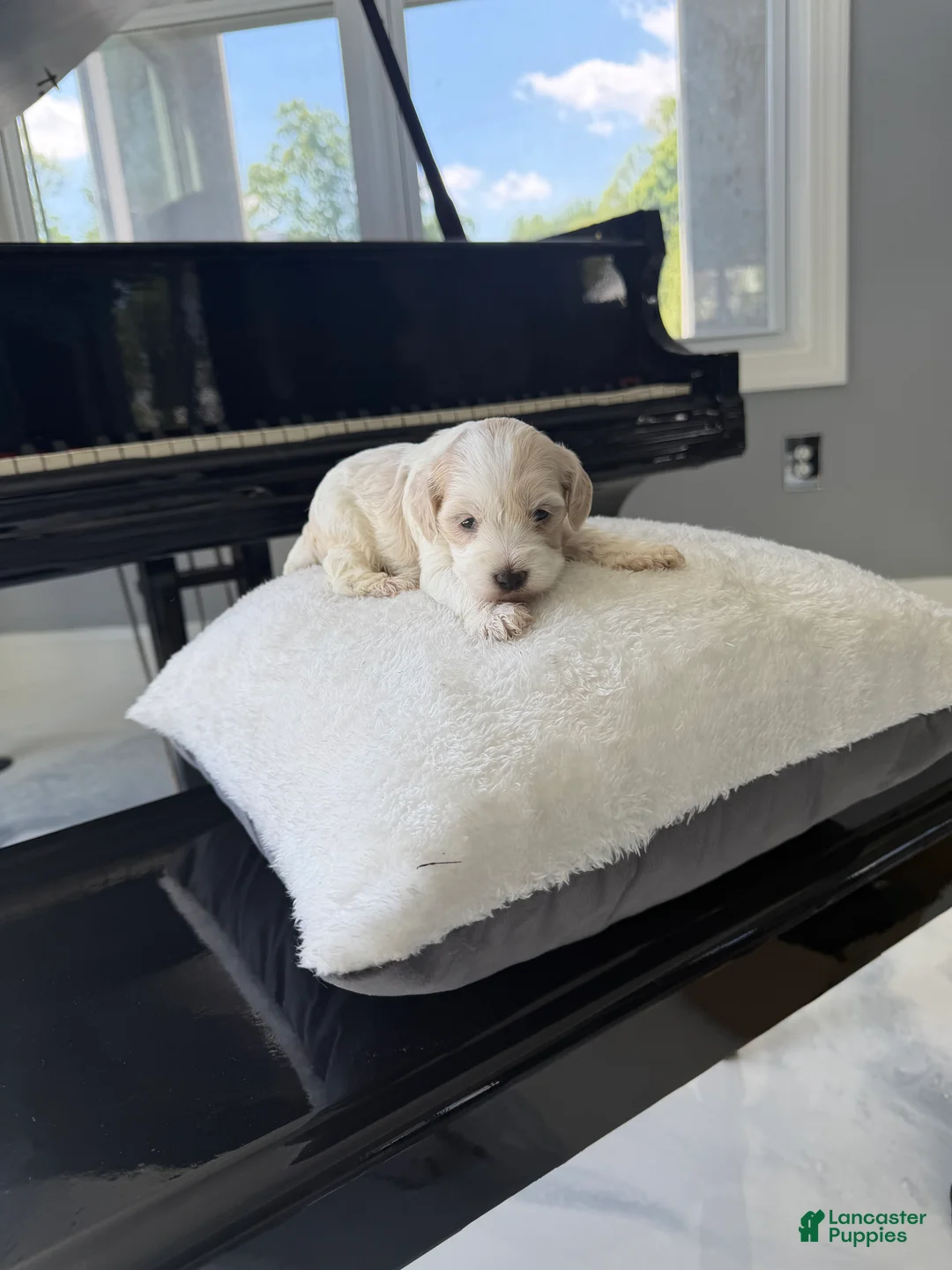 Cockapoo dogs for sale: Fortune - Ad 2