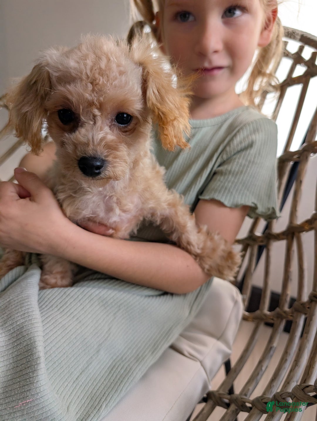Toy Poodle dogs for sale: Toy Poodle Puppy 1 - Ad 1