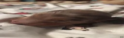 Dachshund dogs for sale: Glenn-Long Hair - Ad 2