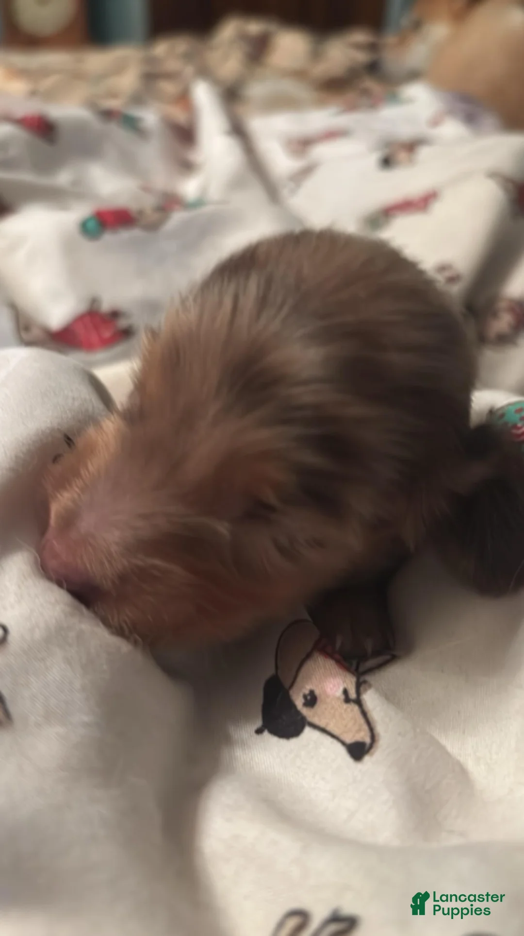 Dachshund dogs for sale: Glenn-Long Hair - Ad 2