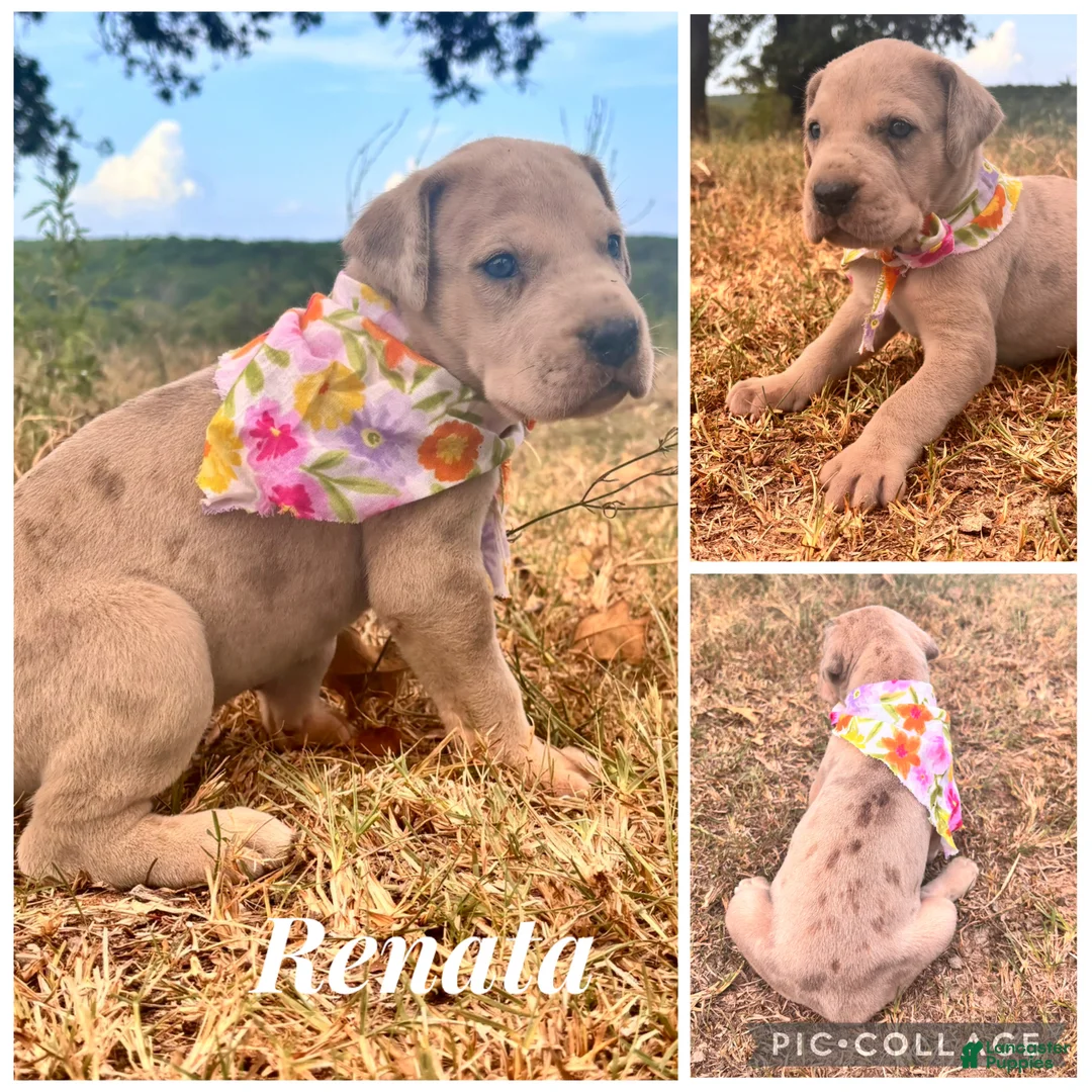 Great Dane dogs for sale: Euro Renata  - Ad 2